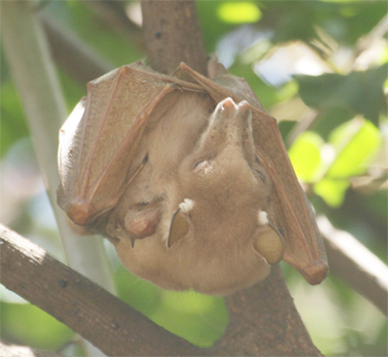 Fruitbat sp.
