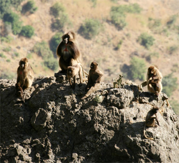 Gelada Baboons