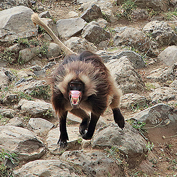 Gelada Baboon