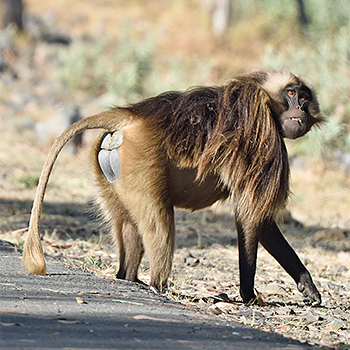 Gelada