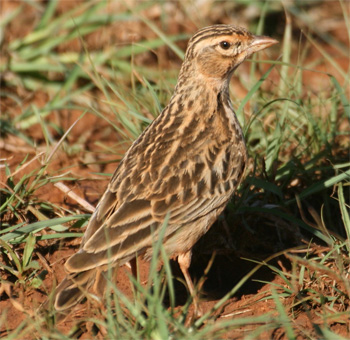 Gillett's Lark