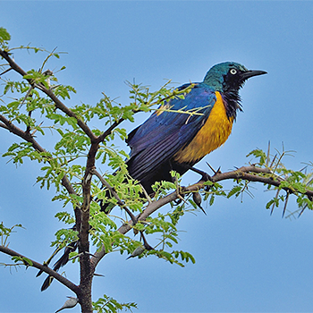 Golden-breasted Starling