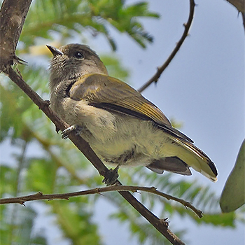 Green-backed Honeyguide