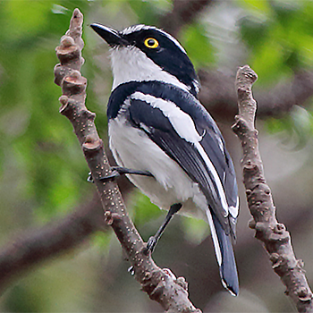 Grey-headed Batis