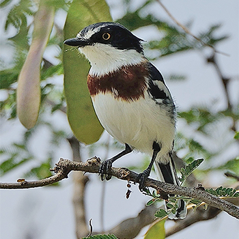 Grey-headed Batis