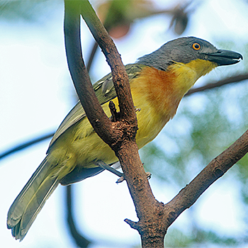 Grey-headed Bushshrike