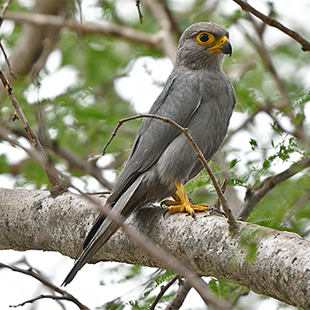 Grey Kestrel