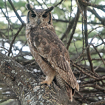 Greyish Eagle-owl