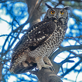 Cape Eagle-owl