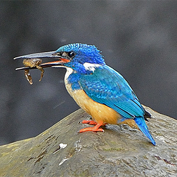 Half-collared Kingfisher