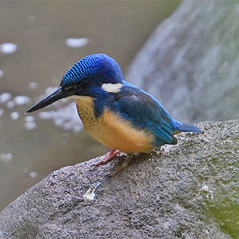 Half-collared Kingfisher