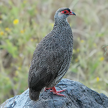 Harwood's Francolin