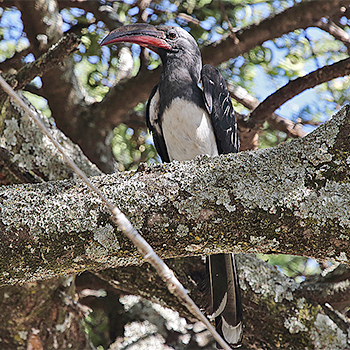 Hemprich's Hornbill