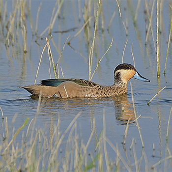 Hottentot Teal