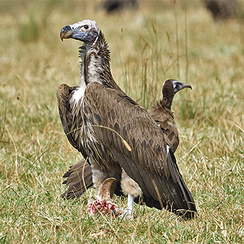 Lappet-faced Vulture