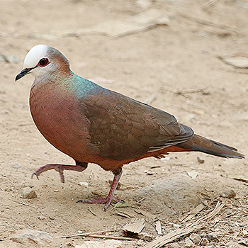 Lemon Dove