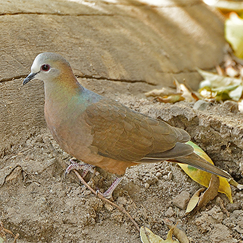 Lemon Dove