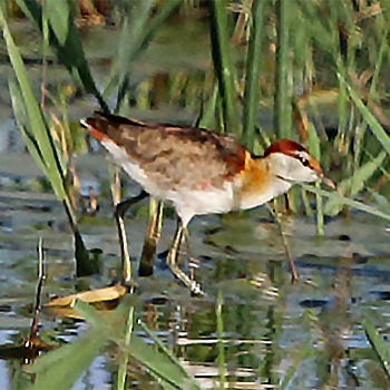 Lesser Jacana