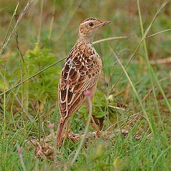 Liben Lark