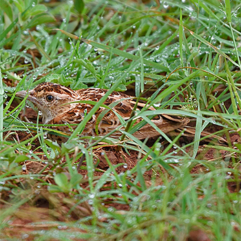 Liben Lark