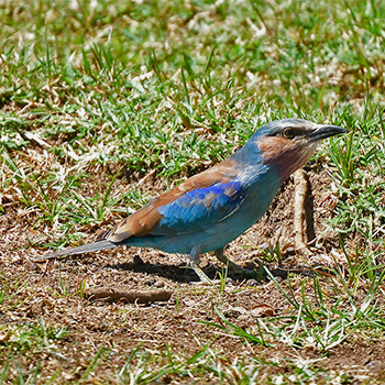 Lilac-breasted Roller