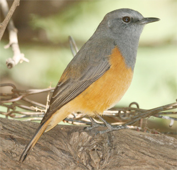 Little Rock-thrush