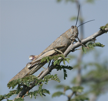 Locust sp.