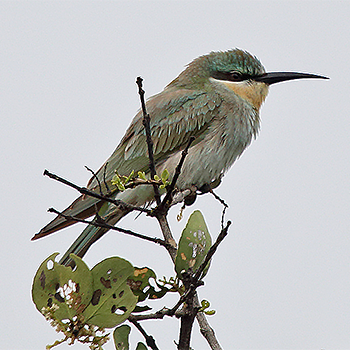 Madagascar Bee-eater