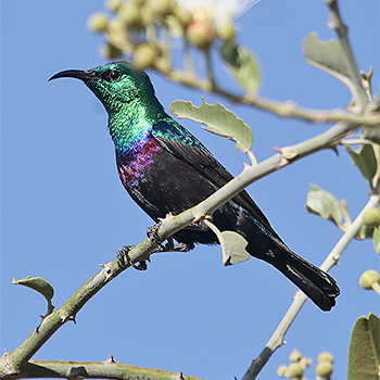 Mariqua Sunbird
