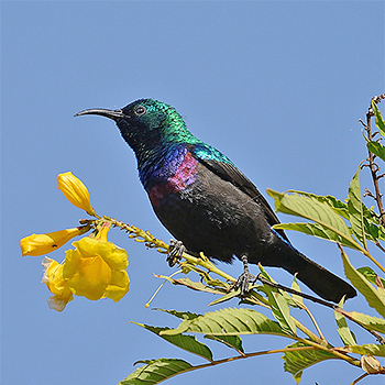 Mariqua Sunbird