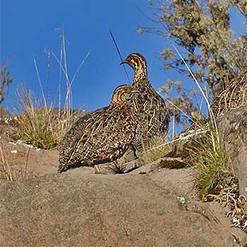 Moorland Francolin