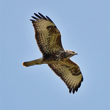 Mountain Buzzard