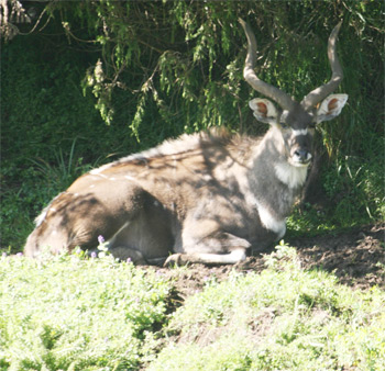 Mountain Nyala