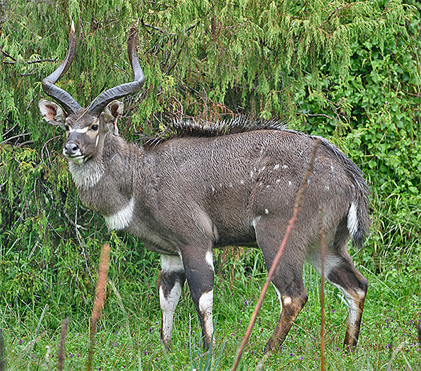 Mountain Nyala