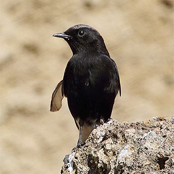 Abyssinian Wheatear