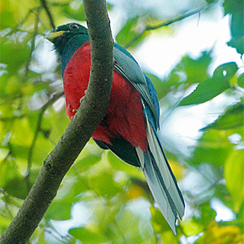 Narina Trogon