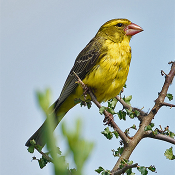 Northern Canary-grosbeak