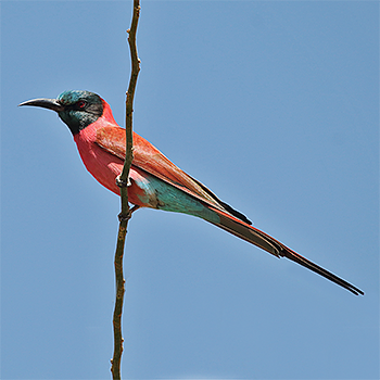 Northern Carmine Bee-eater