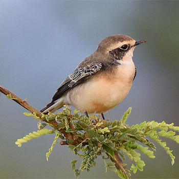 Pied Wheatear