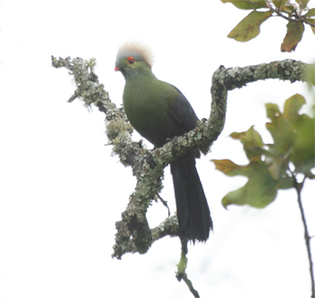 Prince Ruspoli's Turaco