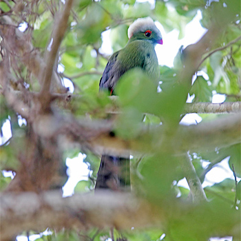 Prince Ruspoli's Turaco