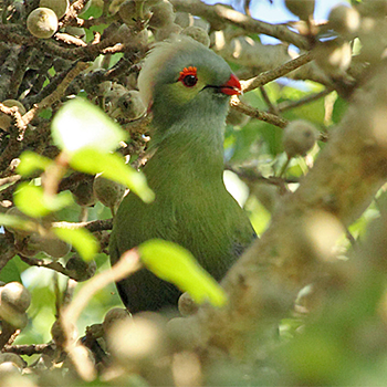 Prince Ruspoli's Turaco