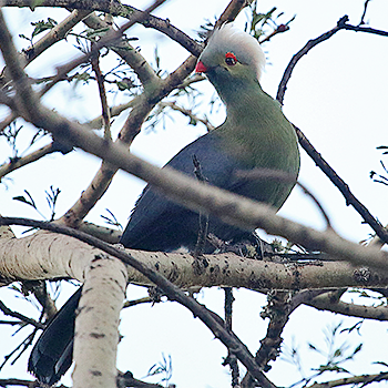 Prince Ruspoli's Turaco