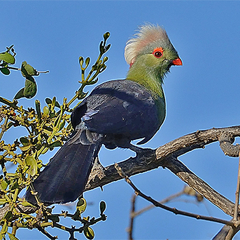 Prince Ruspoli's Turaco