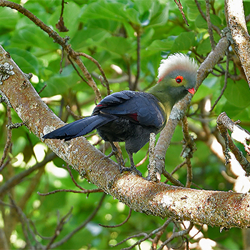 Prince Ruspoli's Turaco