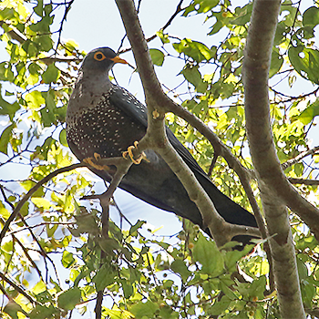 Rameron Pigeon