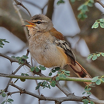 Red-backed Scrub-robin