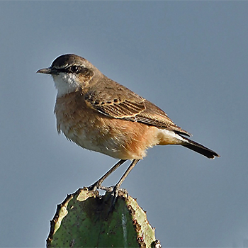 Red-breasted Wheatear