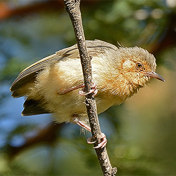 Red-faced Crombec