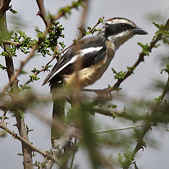 Red-naped Bushshrike